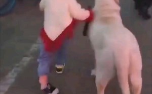 我怀疑最后那一下是狗子故意的！