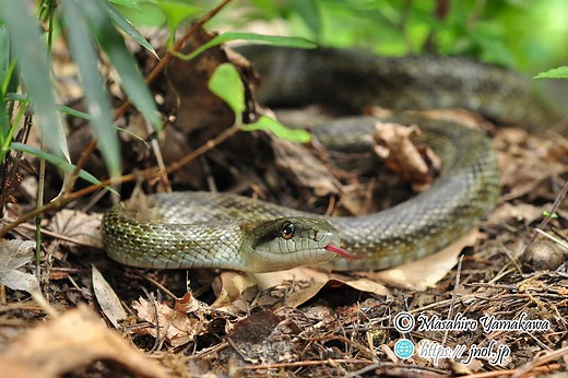 アオダイショウ（青大将）の解説。大きさ、生息地、餌、アルビノ（白ヘビ）について。 | 山川自然研究所