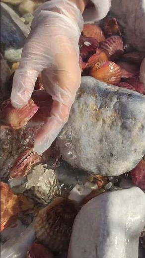 #pearl #seafood #hunting pearls #picking pearls