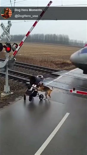 Dog Pulls Baby Off Train Tracks! 🚂🐶