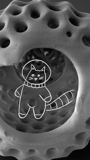 Radiolarians under SEM #electronmicroscope #science #microscope #nano