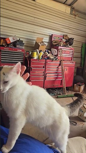 milkshake is on patrol