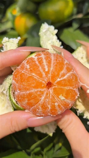A Satisfying Mandarin Orange Picking Moment