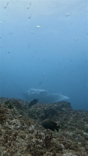 Manta Lodge and Scuba Centre | 🌊 MANTA BOMMIE IS COMING ALIVE AGAIN 🌊 Imagine sinking into a world of endless blue, the surface shimmering far above you… when the ocean... | Instagram