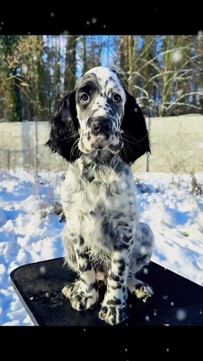 English Setter Puppy: Loyal Companion for Active Families