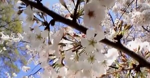 What’s Going Around: Spring Allergies