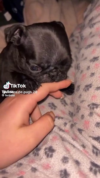 Todo sobre Pugs: el perro mini que encanta
