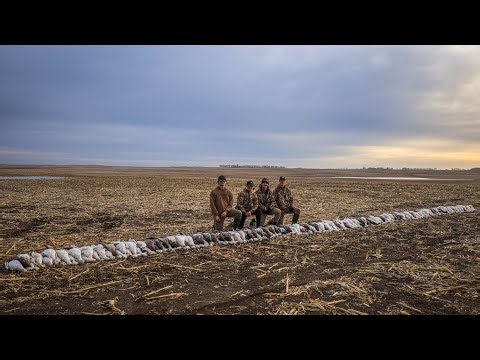 Insane Spring Snow Goose Hunt (315)