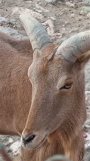 This mysterious sheep defies all rules of nature and science! #Aoudad