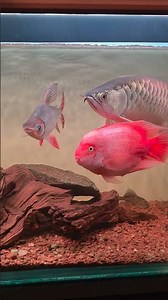 golden cross back arowana