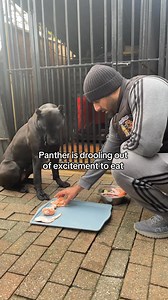 96K views · 761 reactions | Panthers reaction to getting fed late | Loyal Dogs | Facebook