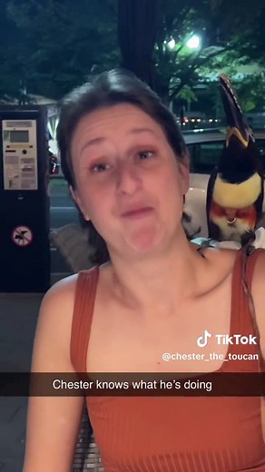 Sneaky Toucan Enjoys Breakfast: A Cute Bird Moment