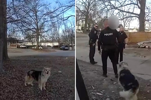 Hero dog guides police to missing 3-year-old boy: ‘Lassie found him’