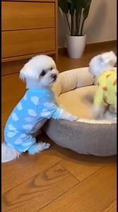 One dog bed. Two Maltese in pajamas. Bedtime turns into calm vs chaos in one shot. Snowy sits quietly beside the dog bed, a tiny paw resting on the edge, soft, still, and totally in control — the chill bedtime I‑dog. Then Coco suddenly rockets in from the right, jumps onto the bed edge, tail whipping back and forth, eyes fixed right where Snowy was sitting, ready to take over the entire bed. Coco goes full chaos mode, scratching and digging at the mattress, crumpling the cover, rolling and twist