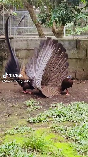 Stunning Dance of Birds: Nature's Artistry
