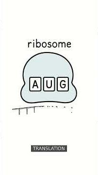 Protein Synthesis: DNA to Protein