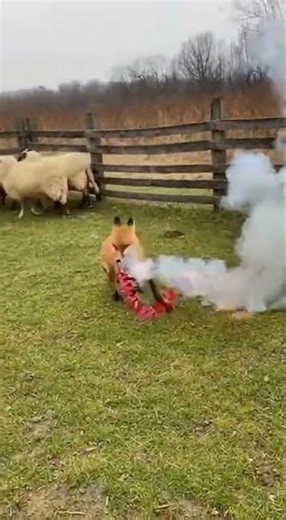 An Unconventional 'Fire Drill' in the Sheep Pasture