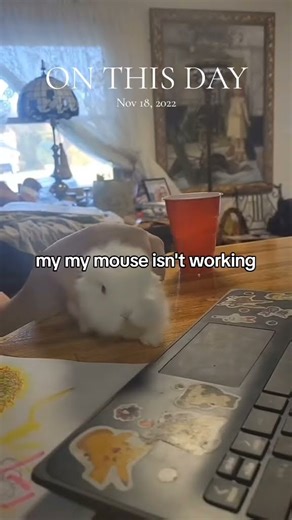 Baby rabbit, computer mouse