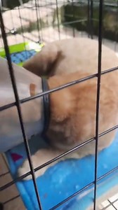 273K views · 10K reactions | Will someone adopt Tiger? The original adopter changed her mind so now we need a home. He can't stay at the shelter | Dumaguete Animal Sanctuary | Facebook