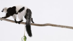 3.4K views · 28 reactions | If the only exercise you’re getting today is sprinting home to hug your pet, that’s okay too. Take a moment to relax and watch our Critter Comforts playlist on YouTube: telus.com/CritterComforts | TELUS | Facebook