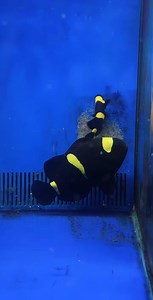 Clownfish Fun Facts There are around 30 known species of clownfish. Clownfish live in the warm waters of sheltered reefs and shallow seas in the Pacific and Indian Oceans. Schools of clownfish have a strict hierarchy, with the most aggressive female at the top. All clownfish are born male. #aquarium #aquariumhobby #reelsfacebook | Hendrix backyard TV