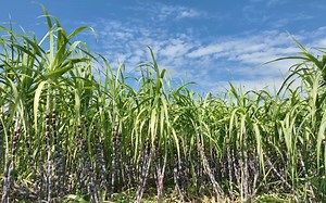 航拍铅山：汪二千亩青纱帐甘蔗林