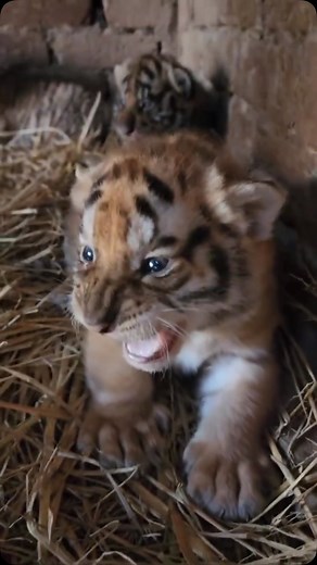 Wildlife and Rescue on Instagram: "A rescued baby tiger hissing is often a sign of fear or discomfort, as it tries to protect itself in an unfamiliar environment. While their tiny growls and hisses might seem fierce, it’s a natural defense mechanism, showing that even at a young age, tigers have strong survival instincts. With time, care, and trust, these little cubs often grow more comfortable and reveal their playful, curious nature. Credit unknown Please DM us for credit #wildlife #animals #a