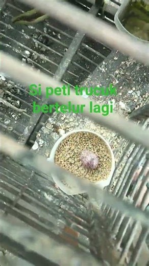 peti bertelur terus2 tanpa jantan ,akibar mknan pur ayam , #jalanyangjauhjanganlupapulang