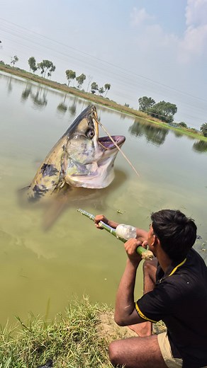 Unbelievable technique big fish catching video #fish #fishing #video | Discovery Site