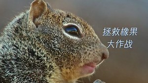 松鼠冒死拯救橡果，被啄木鸟群殴！