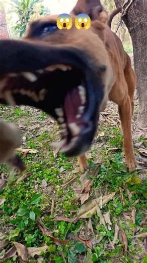 Top 10 Most Protective Dog Breeds 🐕🔥 | Dangerous Dog Attack | Haryanvi Song Shorts