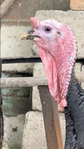 Two Turkeys Gobbling in the Yard | Funny Turkey Sounds