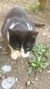 cats by eating lizard