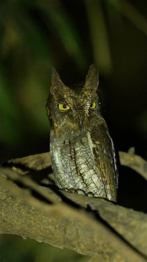 🦉✨ Owl – The Silent Hunter of the Night Forest 🌙🌲