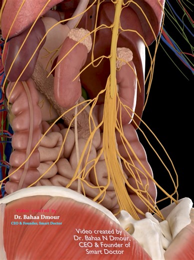 The Human Wiring System Nerves, Vessels & Organs in 3D - - The human body is not just organs — it is a massive communication and transport network. In this 3D anatomical visualization, you see the spinal cord descending into the lumbar and sacral plexuses, surrounded by major arteries, veins, and abdominal organs. The aorta, inferior vena cava, kidneys, adrenal glands, intestines, and muscular layers are revealed together, showing how tightly integrated structure and function truly are. This is 