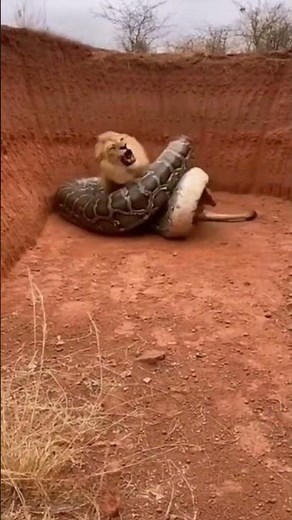Python Snake vs Lion | Ultimate Jungle Fight