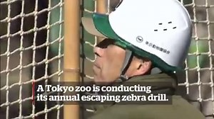 140K views · 1K reactions | Japanese zoo keepers use human "zebra" to practice what to do if animal escapes during earthquake | CBC News | Facebook