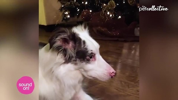 O Christmas Tree | Holiday Pets