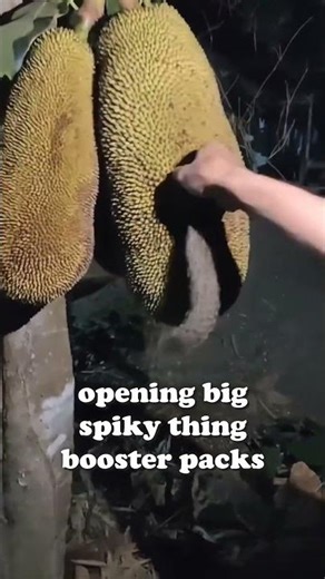 opening big spiky food booster pack chasing the rare exotic rodent