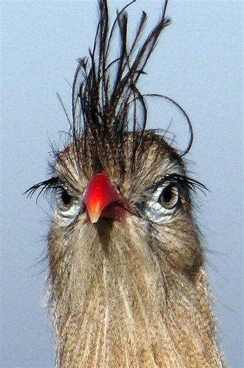 The Red-legged Seriema is a striking bird native to South America, known for its long red legs and black crest. Found in grasslands, savannas and scrublands, it is an omnivore, feeding on everything from insects to small animals and fruits. Though active during the day, it's not just its movement that's lively - its calls are loud and distinctive. While a solitary or pairs bird, it fiercely defends its territory, including its nest, usually located at the base of a tree or shrub. Though its popu