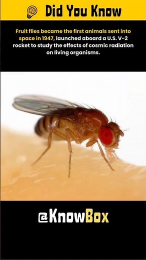 Fruit Flies – The First Animals in Space