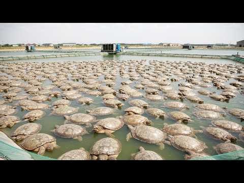 Inside a Softshell Turtle Farm: The Complete Intensive Cultivation & Harvesting Process