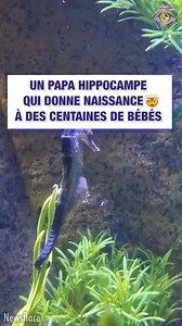 🟥UN PAPA HIPPOCAMPE QUI DONNE NAISSANCE A DES CENTAINES DE BÉBÉS !! | Le Dambe