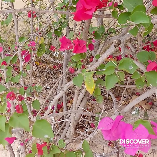 1.1K views · 73 reactions | Spiky plants and small birds have a...