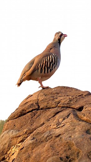 #Chukar #WildChukar #ChukarCall #ChukarSound #ChukarPartridge #mountainbird | HB Birds
