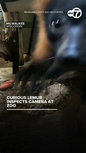Curious lemur inspects camera at Milwaukee County zoo