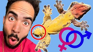 What Gender is My Crested Gecko? WATCH THIS | TikisGeckos