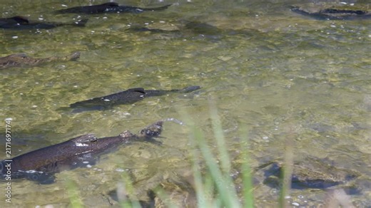 Large salmon swim through crystal clear, shallow river water over a rocky gravel bed. Bright sunlight reflects off the water surface as the fish migrate upstream in Ontario.