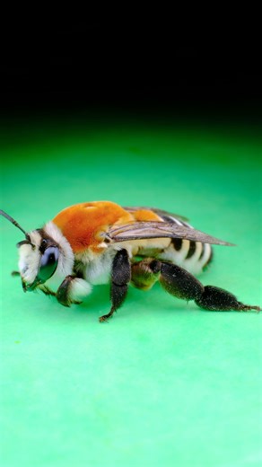 Cristóbal Sprätz | Taller de Insectos on Instagram: "Capítulo 1: Desierto Florido 🐝🌵 Estoy muy feliz, porque ando en el paraíso!! Durante todo Octubre les iré mostrando mis encuentros favoritos del desierto florido 2025 🎥💪 Y partimos con fuerza!! La abeja más linda del planeta: Caupolicana Fulvicollis Mi animal favorito, logo de mi página y que me maravilla cada vez que me la encuentro por Chile 🙏🇨🇱 #ConocerParaProteger"