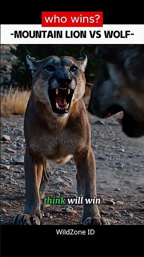 LION MOUNTAIN VS WOLF #lion #wildlife #wolf #battle